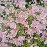 ヒメ日記 2025/10/13 22:16 投稿 すずか【新人割引期間中】 クリスタル