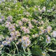 ヒメ日記 2026/01/02 12:26 投稿 すずか【新人割引期間中】 クリスタル