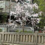 ヒメ日記 2025/03/28 12:06 投稿 ひびく 熟女家 ミナミエリア店