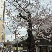 ヒメ日記 2025/03/28 16:05 投稿 ひびく 熟女家 ミナミエリア店