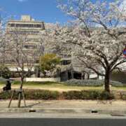 ヒメ日記 2025/04/04 14:05 投稿 ひびく 熟女家 ミナミエリア店