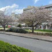 ヒメ日記 2025/04/12 16:55 投稿 ひびく 熟女家 ミナミエリア店