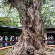 ヒメ日記 2025/05/30 15:14 投稿 ひびく 熟女家 ミナミエリア店