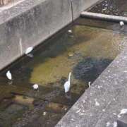 ヒメ日記 2026/01/31 13:45 投稿 ひびく 熟女家 ミナミエリア店