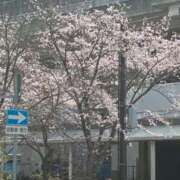 ヒメ日記 2026/03/31 08:15 投稿 ひびく 熟女家 ミナミエリア店