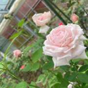 ヒメ日記 2025/03/26 14:30 投稿 サリナ ドMなバニーちゃん大宮店