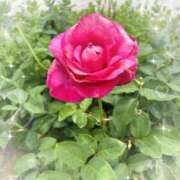 ヒメ日記 2025/08/20 08:23 投稿 内藤さつき 恋する奥さん 西中島店