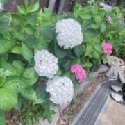 ヒメ日記 2025/06/22 12:19 投稿 しほ 奴隷コレクション