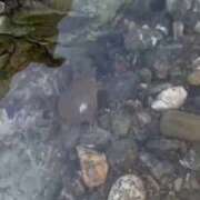 ヒメ日記 2025/08/22 21:09 投稿 小鳥遊 とあ 快楽園 大阪梅田