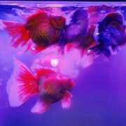 ヒメ日記 2025/10/11 21:19 投稿 小鳥遊 とあ 快楽園 大阪梅田