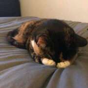 ヒメ日記 2025/04/11 20:12 投稿 あずさ まじらぶ！