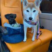 ヒメ日記 2025/08/09 18:32 投稿 いろは 渋谷 風俗 いきなりビンビン伝説