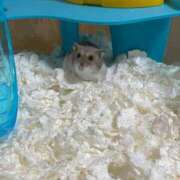 ヒメ日記 2025/12/31 11:57 投稿 いろは 渋谷 風俗 いきなりビンビン伝説