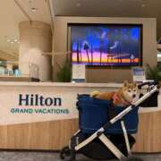 いろは お礼 渋谷 風俗 いきなりビンビン伝説