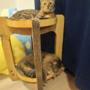 ヒメ日記 2025/01/30 17:55 投稿 しおん 千葉人妻花壇