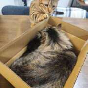 ヒメ日記 2025/02/20 18:33 投稿 しおん 千葉人妻花壇