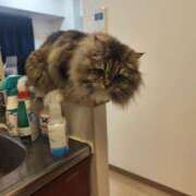 ヒメ日記 2025/02/20 20:55 投稿 しおん 千葉人妻花壇