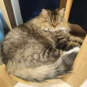 ヒメ日記 2025/04/15 16:33 投稿 しおん 千葉人妻花壇