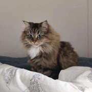 しおん 12月 千葉人妻花壇