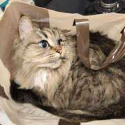 しおん 年末 千葉人妻花壇