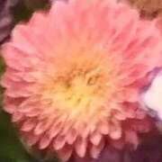 ヒメ日記 2024/12/06 23:47 投稿 如月 綾 こあくまな熟女たち沼津店（KOAKUMAグループ）