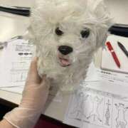 ヒメ日記 2025/12/03 18:28 投稿 桜木あの ゴシップガール～淑女不倫～