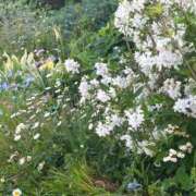 ヒメ日記 2025/05/05 18:41 投稿 広沢(ひろさわ) 熟女出逢い会 『百合の園』 五反田店