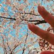 ヒメ日記 2026/03/29 14:51 投稿 広沢(ひろさわ) 熟女出逢い会 『百合の園』 五反田店