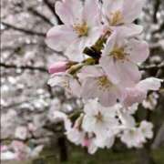 ヒメ日記 2025/03/28 20:04 投稿 小池さゆり 五十路マダム 浜松店(カサブランカグループ)