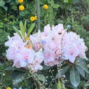 ヒメ日記 2025/07/20 17:08 投稿 広沢(ひろさわ) 熟女出逢い会『百合の園』目黒店