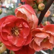 ヒメ日記 2025/03/31 19:26 投稿 ういか 錦糸町人妻セレブリティ（ユメオト）