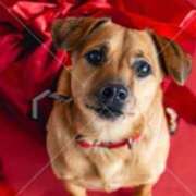 ヒメ日記 2025/05/27 15:50 投稿 こはく 完熟ばなな 上野店