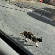 ヒメ日記 2025/01/10 15:57 投稿 さくら 千葉メイドリーム（ユメオト）