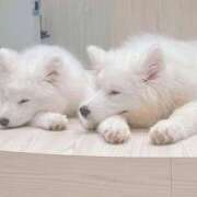 ヒメ日記 2025/01/10 16:24 投稿 さくら 千葉メイドリーム（ユメオト）