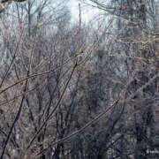 ヒメ日記 2025/01/11 21:33 投稿 よしの 半熟ばなな　錦糸町