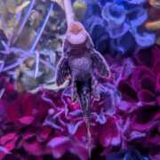 成瀬まや ちゅーちゅーしながら旋回 地元女子のメンズエステ AROMA DREAM