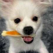 こなん 愛犬くん♡ スーパークリスタル