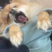 ヒメ日記 2025/05/31 10:07 投稿 りこ デリピン　ハワイ