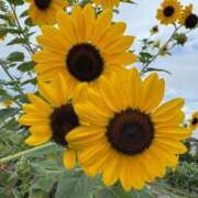 ヒメ日記 2025/07/08 21:44 投稿 はるか奥様 なすがママされるがママ西川口