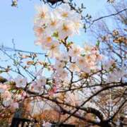 ヒメ日記 2025/03/27 12:24 投稿 森下 あやの マーベリック横浜