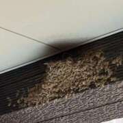 ヒメ日記 2025/03/28 12:44 投稿 森下 あやの マーベリック横浜