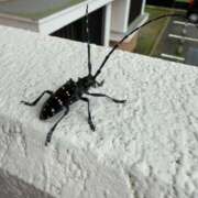 ヒメ日記 2025/06/11 14:54 投稿 森下 あやの マーベリック横浜