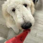 ヒメ日記 2025/06/06 12:18 投稿 彩乃（あやの） 今日、私はあなたの部下（マーベリックグループ）