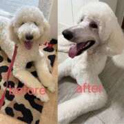 ヒメ日記 2025/09/29 20:48 投稿 彩乃（あやの） 今日、私はあなたの部下（マーベリックグループ）