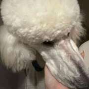 ヒメ日記 2025/11/22 03:58 投稿 彩乃（あやの） 今日、私はあなたの部下（マーベリックグループ）