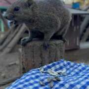 ヒメ日記 2026/01/25 20:58 投稿 彩乃（あやの） 今日、私はあなたの部下（マーベリックグループ）