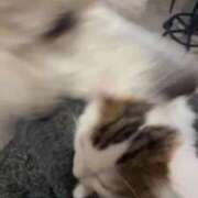 ヒメ日記 2026/01/27 10:08 投稿 彩乃（あやの） 今日、私はあなたの部下（マーベリックグループ）