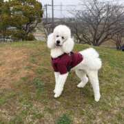 ヒメ日記 2026/03/31 09:18 投稿 彩乃（あやの） 今日、私はあなたの部下（マーベリックグループ）