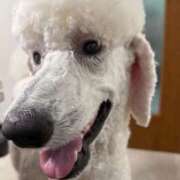 ヒメ日記 2026/04/02 17:58 投稿 彩乃（あやの） 今日、私はあなたの部下（マーベリックグループ）