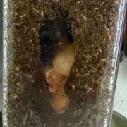 ヒメ日記 2026/06/13 14:28 投稿 彩乃（あやの） 今日、私はあなたの部下（マーベリックグループ）